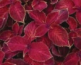 50+ Coleus Wizard Scarlet / Annual / Flower Seeds.