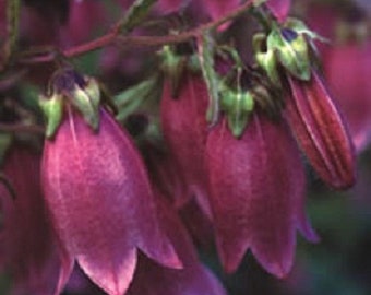 50+ Red Ruby Heirloom Campanula / Canterbury Bells / Perennial / Flower Seeds.