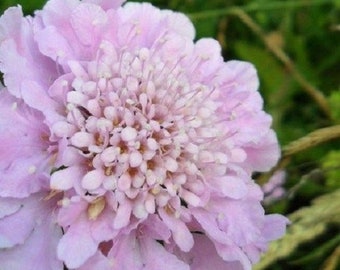 25+ Pink Diamonds Pincushion Scabiosa / Perennial / Flower Seeds.