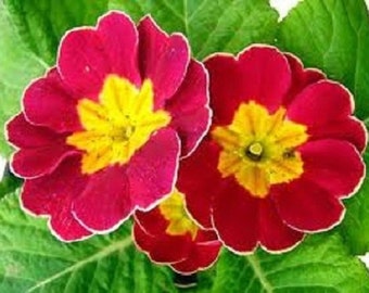 15+ Scarlet Ruffled Primula / Primrose / Perennial / Flower Seeds.