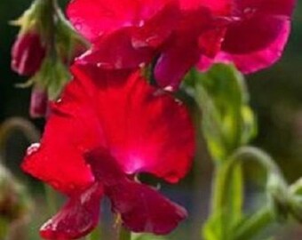 30+ Scarlet Red Sweet Pea Lathyrus / Re-Seeding Annual / Flower Seeds.