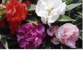 40+ Balsam Mix / Annual / Flower Seeds.