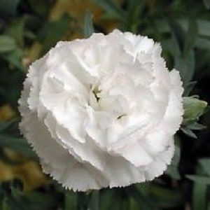 30+ White Grenadin Carnation / Dianthus / Perennial / Flower Seeds.