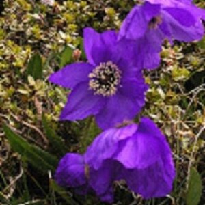 30+ Violet Poppy / Papaver / Mesconopsis / Perennial / Flower Seeds.