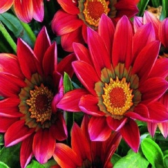Reseeding Annual 30 Kiss Rose Gazania Flower Seeds