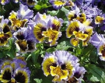 30+ Pansy Yellow and Blue Frizzle Sizzle Swirl / Ruffled / Re-Seeding /Annual / Flower Seeds.