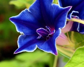 15+ Morning Glory Blue Picotee / Ipmoea /Vining / Perennial / Flower Seeds.