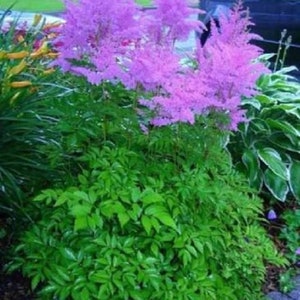 25+ Astible Chinensis Purple Amethyst / Perennial / Flower Seeds.