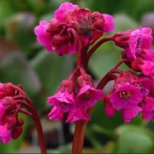 25+ Bergenia Winter Glow / Ground Cover / Perennial / Flower Seeds.