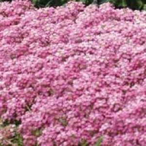 60+ Pink Sweet Fragrant Alyssum / Perennial /  Flower Seeds