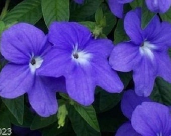 50+ Blue Browallia / Annual / Flower Seeds,