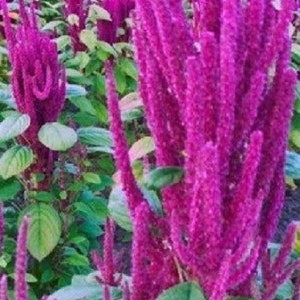 50+ Lotus Purple Amaranthus / Annual / Flower Seeds.