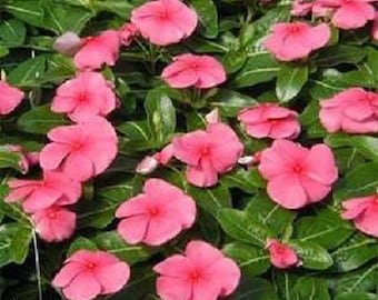 40+ Rosea Vinca Periwinkle / Annual / Flower Seeds.