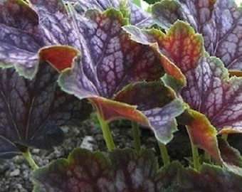 30+ Marvelous Marble Heuchera / Ground Cover / Deer Resistant / Perennial / Flower Seeds.