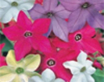 50+ Nicotiana Fragrant Delight Mix / Annual / Flower Seeds.