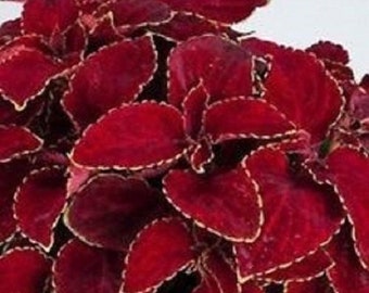 50+ Wizard Red Velvet Coleus / Annual / Flower Seeds.