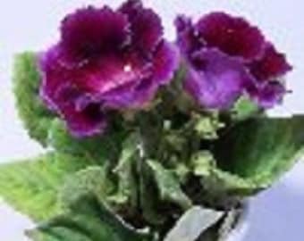 25+ Gloxinia Purple Empress/ Annual / Flower Seeds.