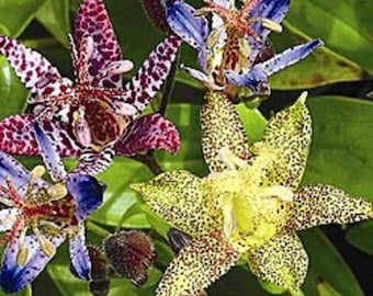 15+ Japanese Toad Lilly Tricyrtis / Deer Resistant Shade-Loving / Perennial / Flower Seeds.