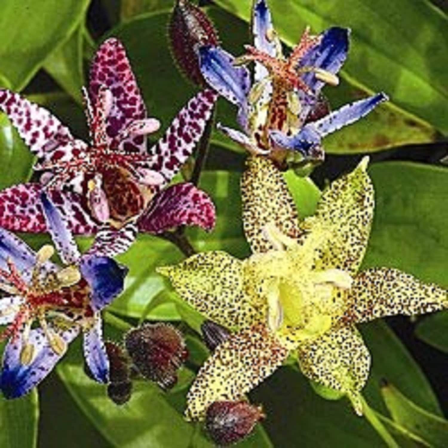15 Japanese Toad Lilly Tricyrtis / Deer Resistant Shadeloving