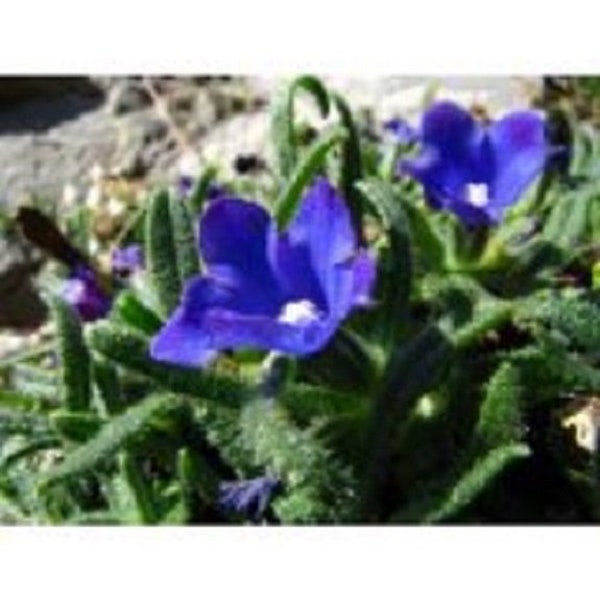 30+ Blue Angel Anchusa / Perennial / Flower Seeds.