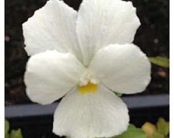 30+ White Perfection Viola / Shade-Loving / Perennial / Flower Seeds.
