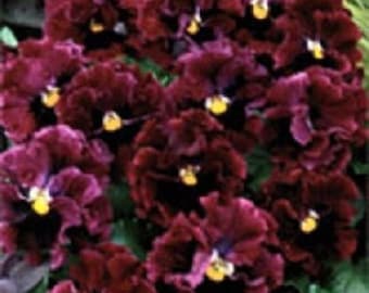 30+ Pansy Burgundy Frizzle Sizzle / Ruffled / Annual / Flower Seeds.