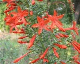 40+ Red Standing Cypress Texas Plume / Biennial / Flower Seeds.