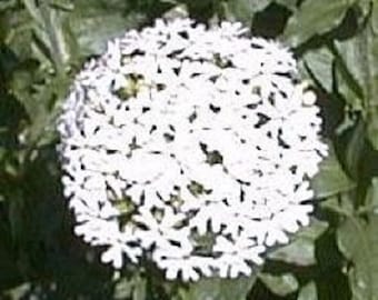 30+ Heirloom White Lychnis / Maltese Cross / Deer Resistant / Perennial / Flower Seeds.
