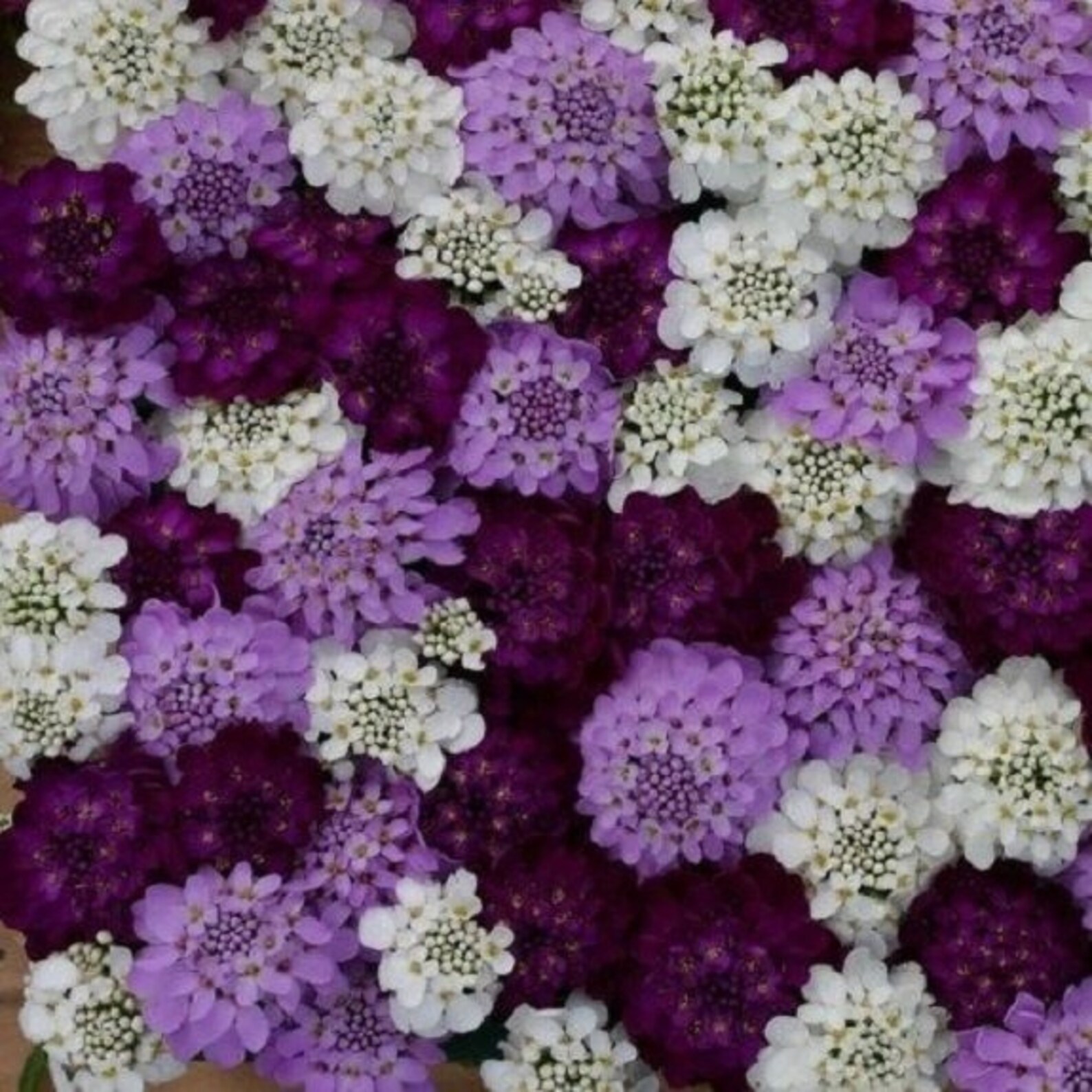 50+ Iberis Flash Brilliant Mix / Candytuft Evergreen / Deer Resistant