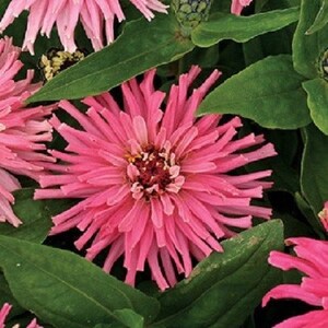 30+ Pinca Pink Cactus Zinnia / Annual / Flower Seeds.