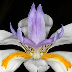 Peut inclure: Une fleur blanche avec des accents violets et jaunes. La fleur a trois pétales de chaque côté et une section centrale violette. La fleur est nette sur un fond noir.