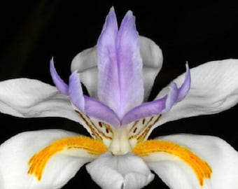 30+ African Iris / Butterfly Iris / Hardy Drought and Frost Resistant / Flower Seeds.