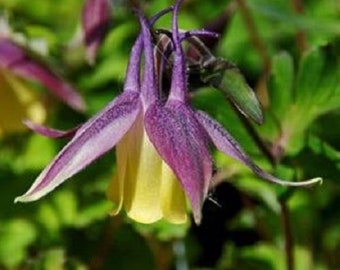 25+ Aquilegia Buergeinia / Bi-Color / Perennial / Flower Seeds.