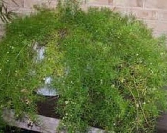 30+ Asparagus Fern / Perennial / Flower Seeds.