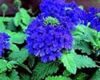 35+ Verbena Blue Lagoon / Deer Resistant / Perennial / Flower Seeds.