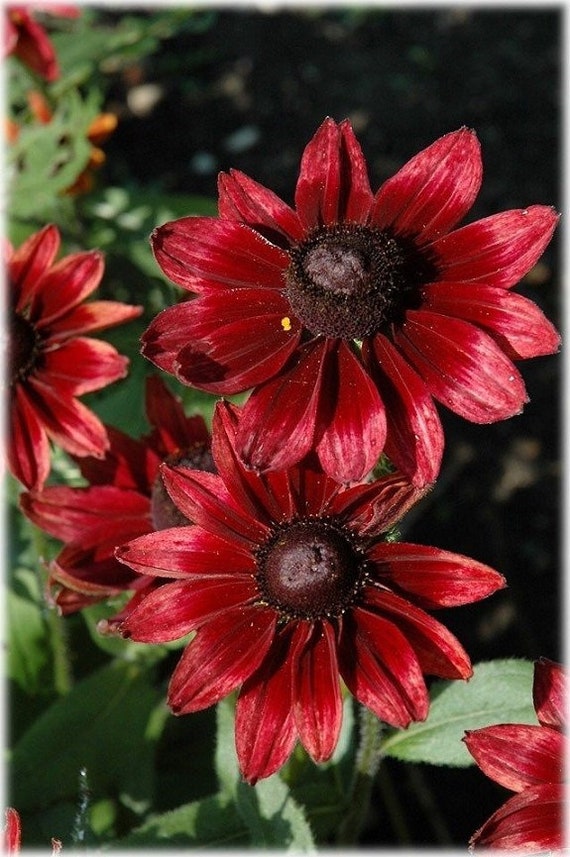 thumbnail image 2 of 30 Rudbeckia 'Cherry Brandy' Seeds - Black-Eyed Susan - Perennial Flower Seeds For Outdoor Planting 2 of 6