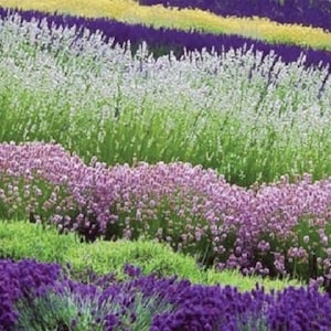 May include: A field of lavender plants in various shades of purple, pink, and white. The plants are arranged in rows, creating a striped pattern.