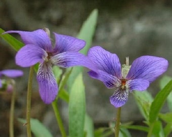 35+ Viola Mandashurica / Japanese Viola / Perennial / Flower Seeds