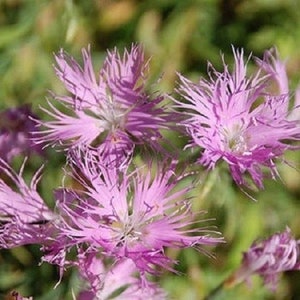 Könnte beinhalten: Nahaufnahme mehrerer rosa gefranster Blüten mit zarten, federartigen Blütenblättern. Die Blüten stehen in voller Blüte und zeigen ihre komplizierten Details vor einem verschwommenen grünen Hintergrund. Das Bild fängt die natürliche Schönheit dieser Blüten ein.