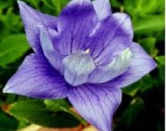 40+ Platycodon Blue Double / Perennial / Flower Seeds.