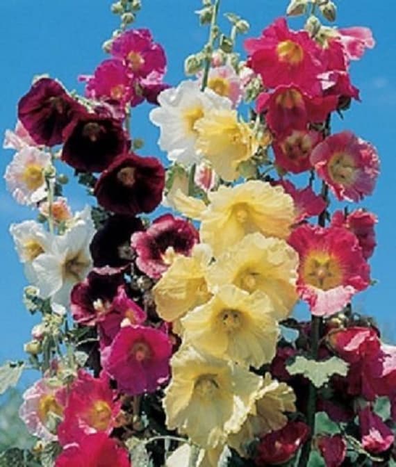 50+ 11 Ft. Tall Giant Danish Hollyhock Mix / Alcea Rosea