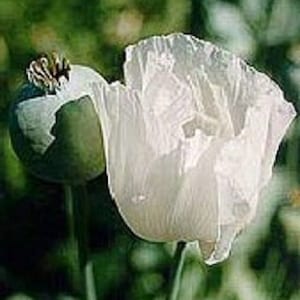 50+ Poppy &quot;Glabrum&quot; Somniferum / Moon Herb / Papaver / Perennial / Flower Seeds.