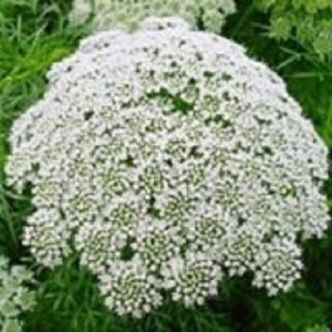 50+ White Queen Anne&#39;s Lace Ammi / Annual / Flower Seeds.
