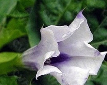 20+ Purple Angels Trumpet Datura / Annual / Flower Seeds.