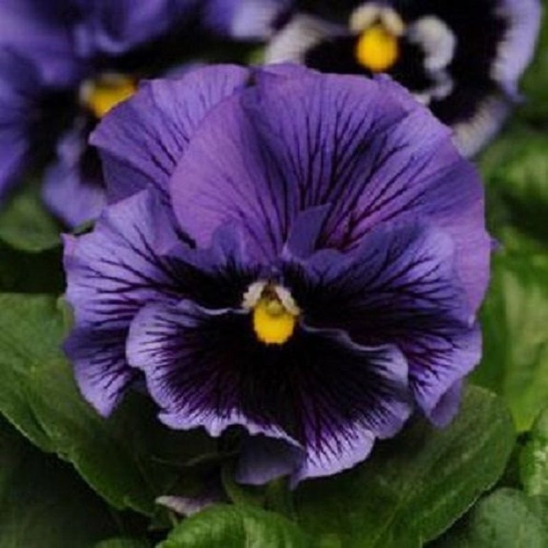 30 Blue Frizzle Sizzle Ruffled Pansy / Flower Seeds. image 1