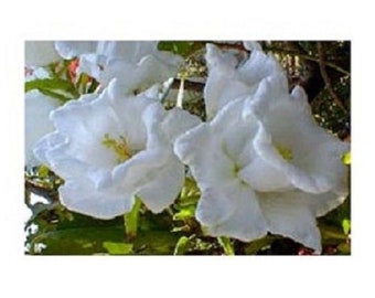 50+ White Double Campanula / Canterbury Bells / Perennial / Flower Seeds.