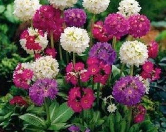 25+ Primula Ronsdorf Strain Mix / Denticulata / Perennial / Flower Seeds.