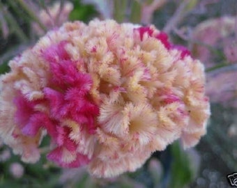 30+ Celosia Kurume Rose Cockscomb / Re-Seeding Annual / Flower Seeds.