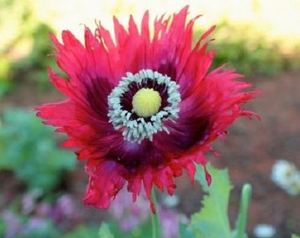 35+ Poppy Pepperbox / Somniferum / Papaver / Perennial / Flower Seeds.