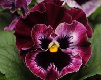 30+ Burgundy Ruffled Frizzle Sizzle Pansy / Annual / Flower Seeds.